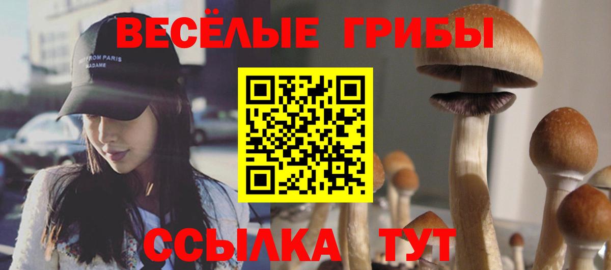 Димитровград  Псилоцибиновые грибы Cubensis  Вход с VPN 